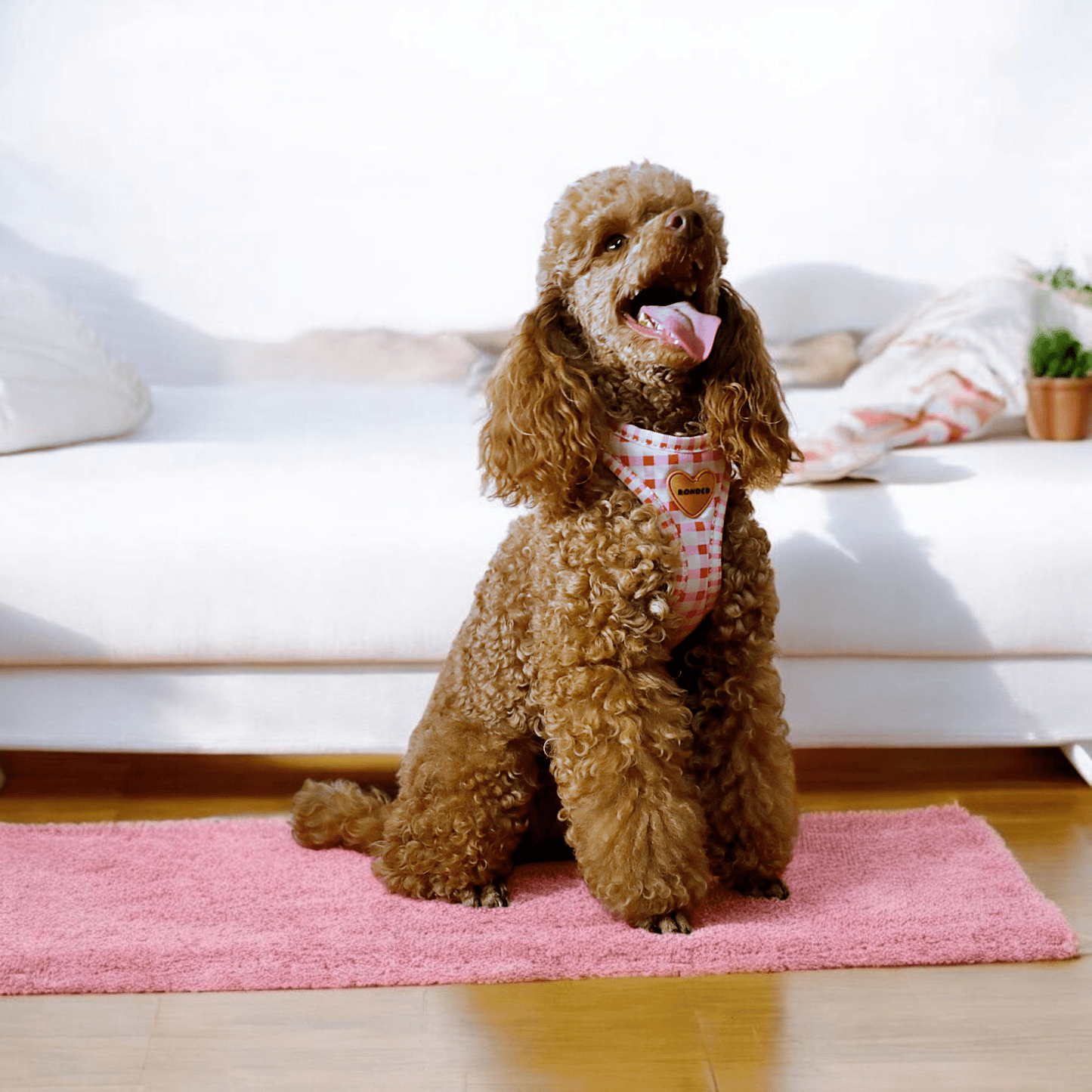 bonded arnesesparaperros arneses correasapraperros perros tiendapsramascotas collaresdegato paraperros