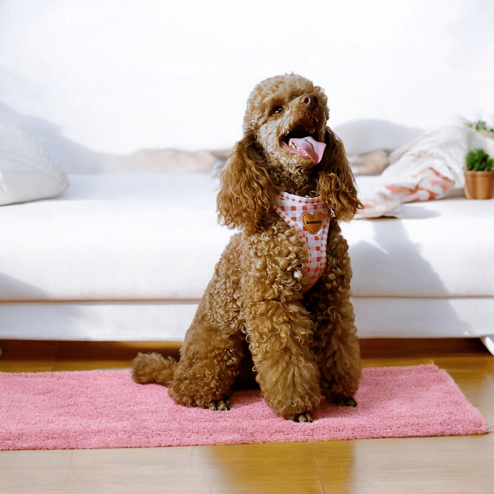 bonded arnesesparaperros arneses correasapraperros perros tiendapsramascotas collaresdegato paraperros