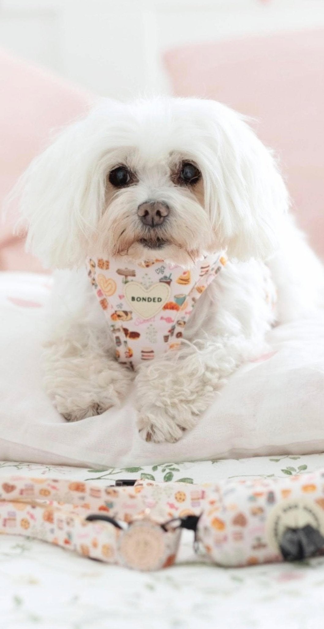 bonded arnesesparaperros arneses correasapraperros perros tiendapsramascotas collaresdegato paraperros