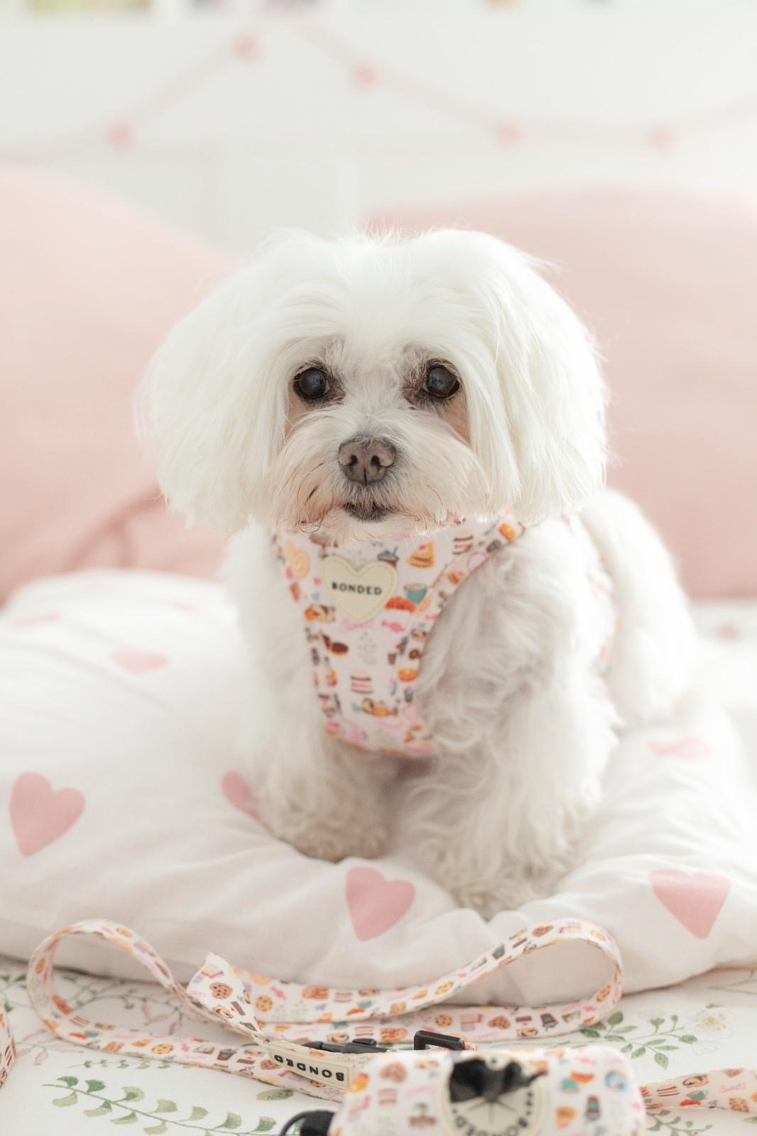 bonded arnesesparaperros arneses correasapraperros perros tiendapsramascotas collaresdegato paraperros