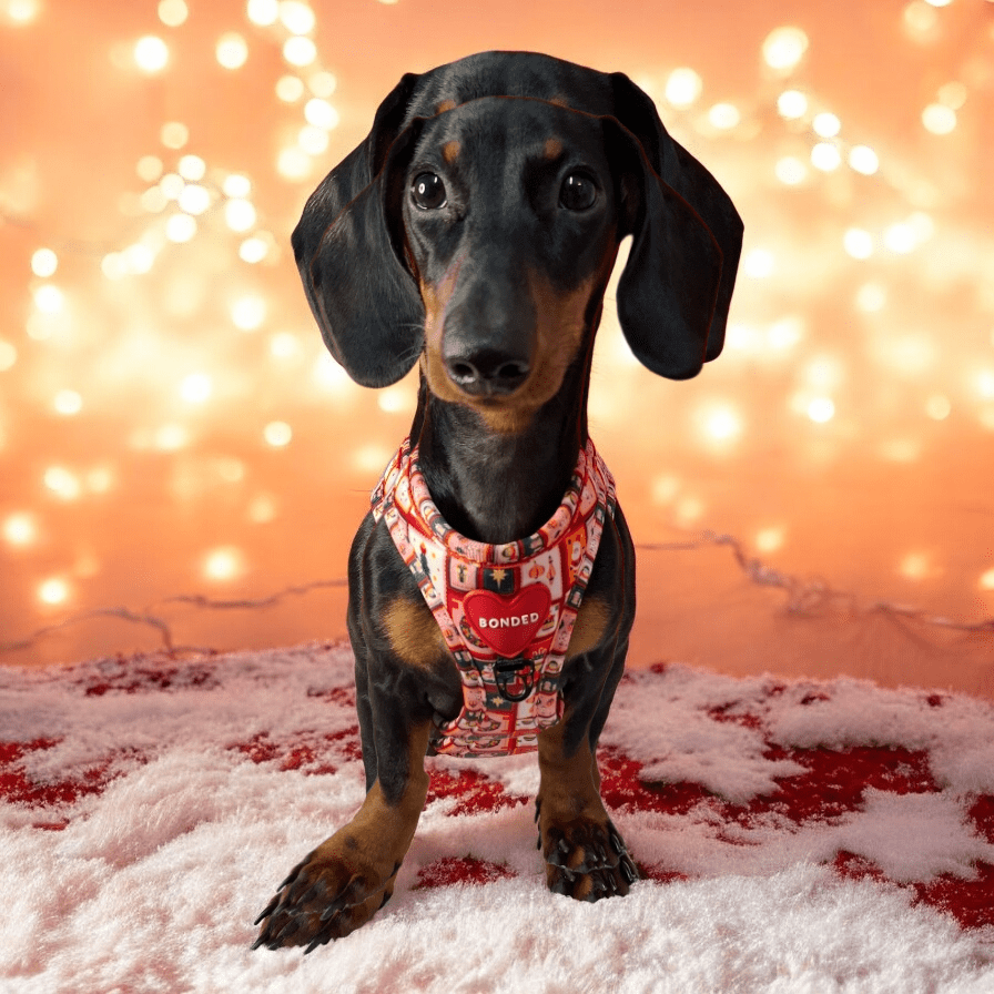 bonded arnesesparaperros arneses correasapraperros perros tiendapsramascotas collaresdegato paraperros