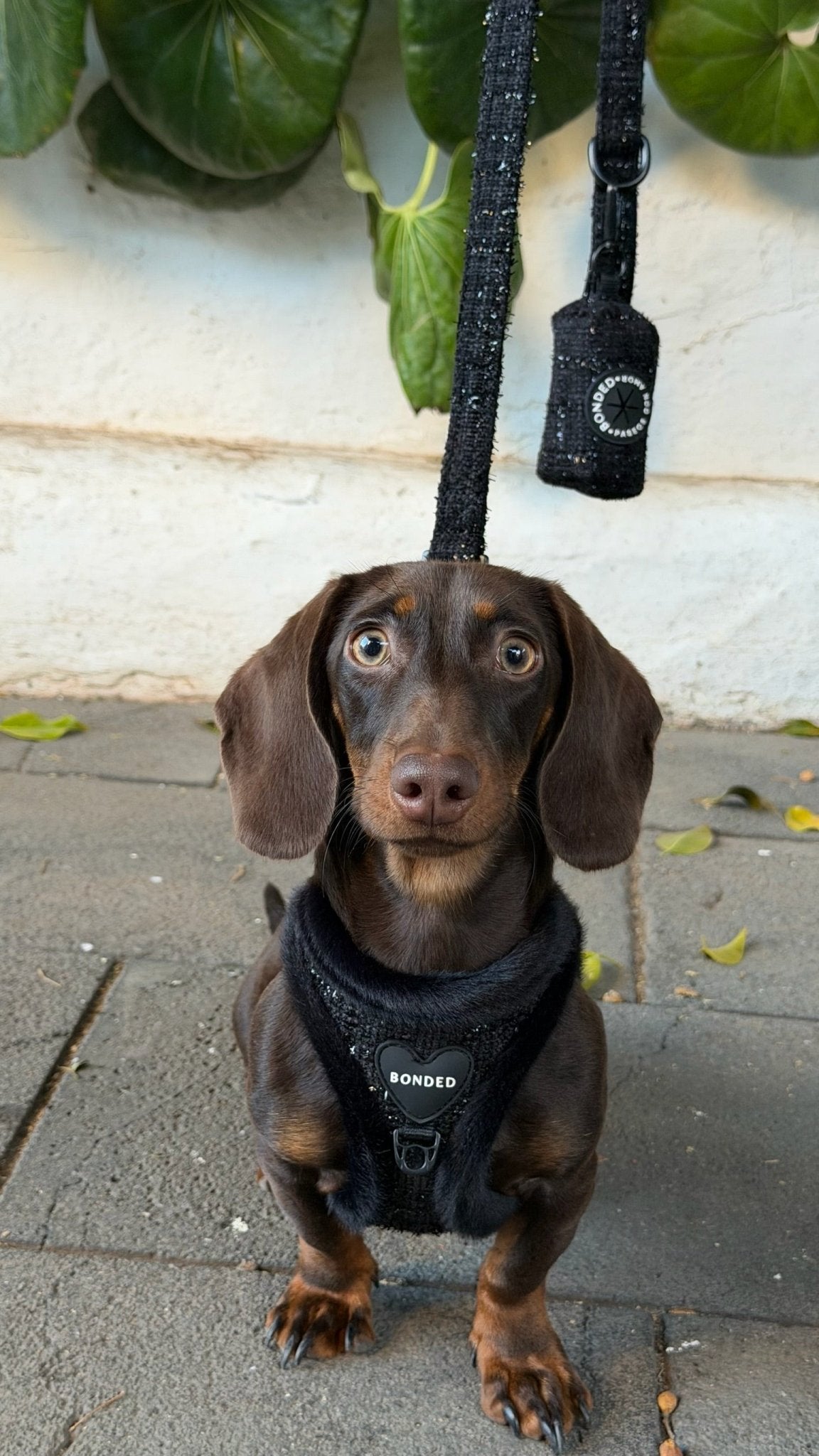bonded arnesesparaperros arneses correasapraperros perros tiendapsramascotas collaresdegato paraperros