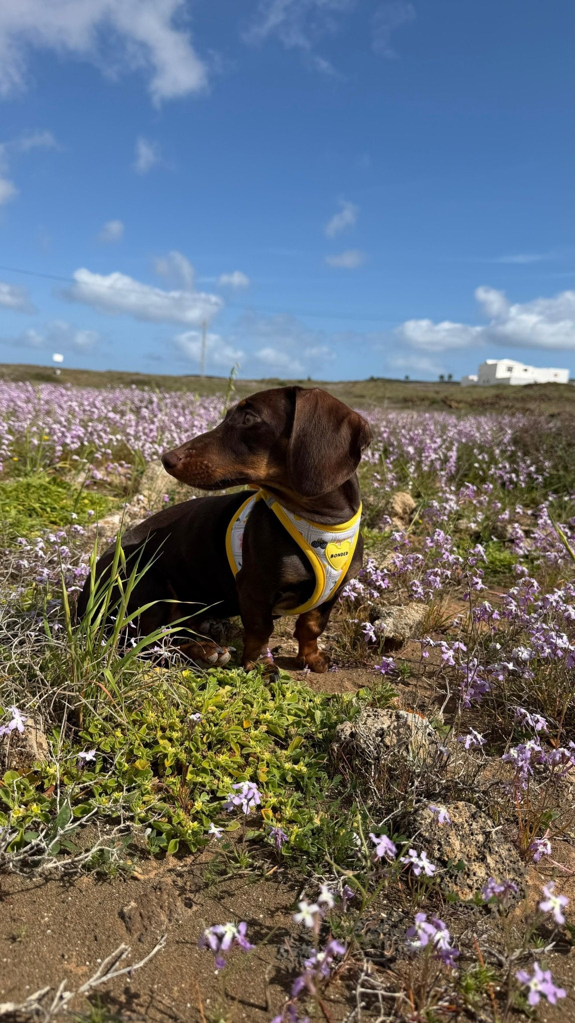 bonded arnesesparaperros arneses correasapraperros perros tiendapsramascotas collaresdegato paraperros