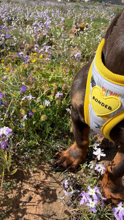 bonded arnesesparaperros arneses correasapraperros perros tiendapsramascotas collaresdegato paraperros