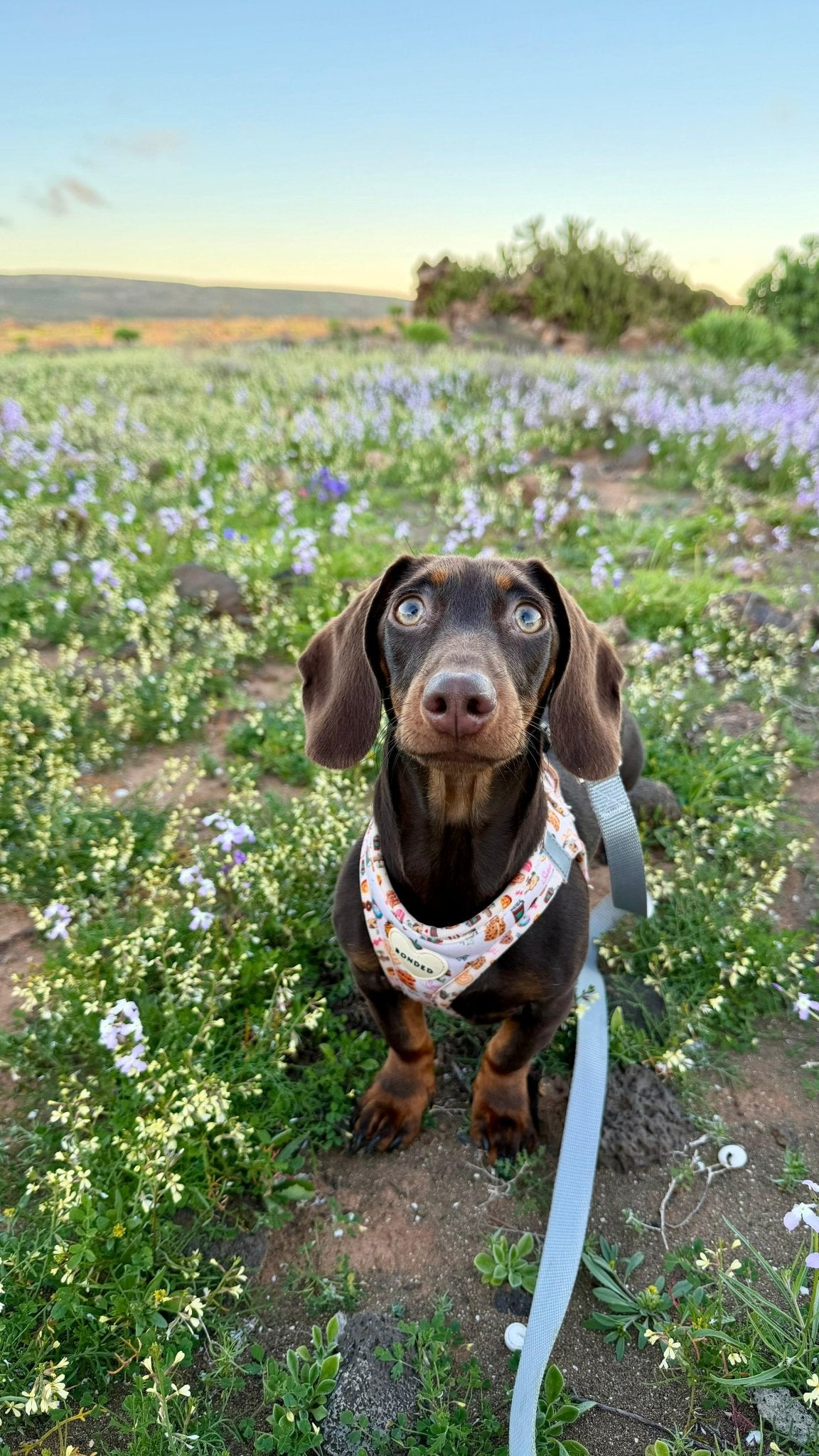bonded arnesesparaperros arneses correasapraperros perros tiendapsramascotas collaresdegato paraperros