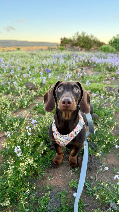 bonded arnesesparaperros arneses correasapraperros perros tiendapsramascotas collaresdegato paraperros
