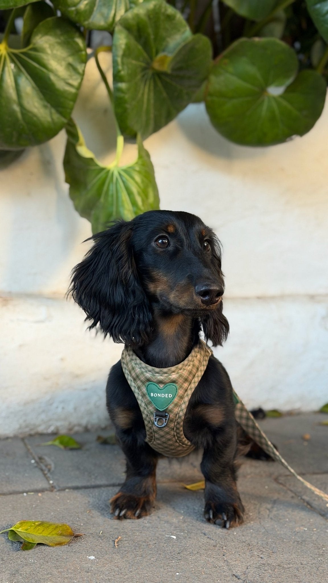 bonded arnesesparaperros arneses correasapraperros perros tiendapsramascotas collaresdegato paraperros