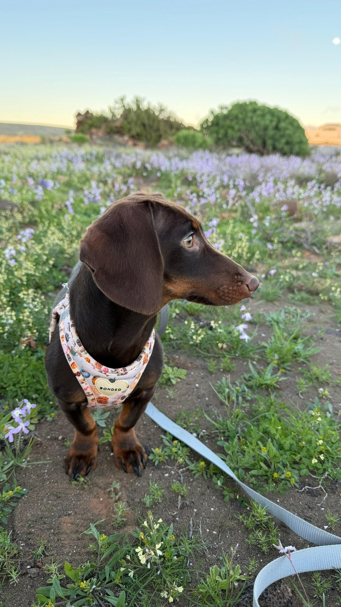 bonded arnesesparaperros arneses correasapraperros perros tiendapsramascotas collaresdegato paraperros