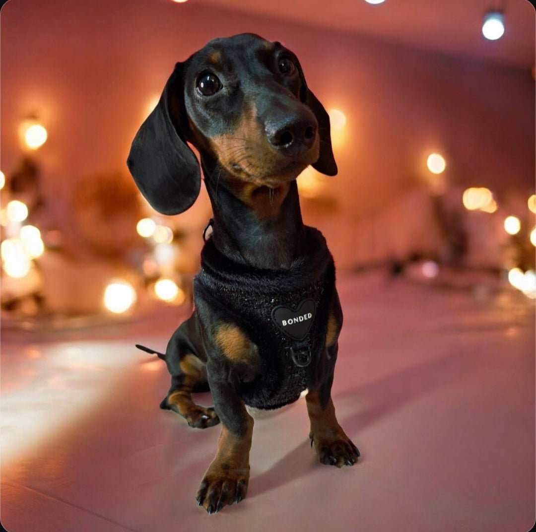 bonded arnesesparaperros arneses correasapraperros perros tiendapsramascotas collaresdegato paraperros