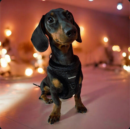 bonded arnesesparaperros arneses correasapraperros perros tiendapsramascotas collaresdegato paraperros