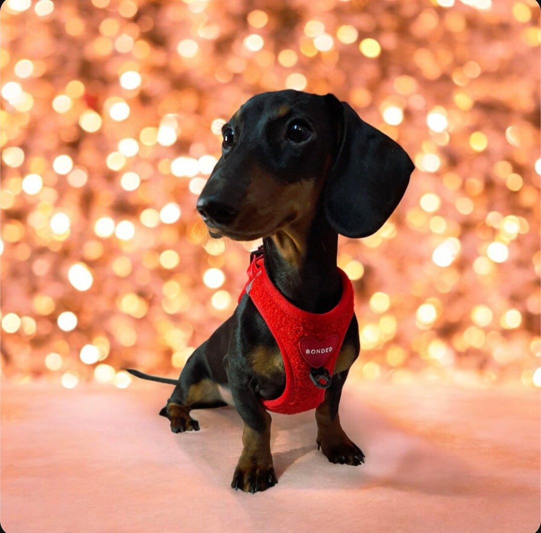 bonded arnesesparaperros arneses correasapraperros perros tiendapsramascotas collaresdegato paraperros
