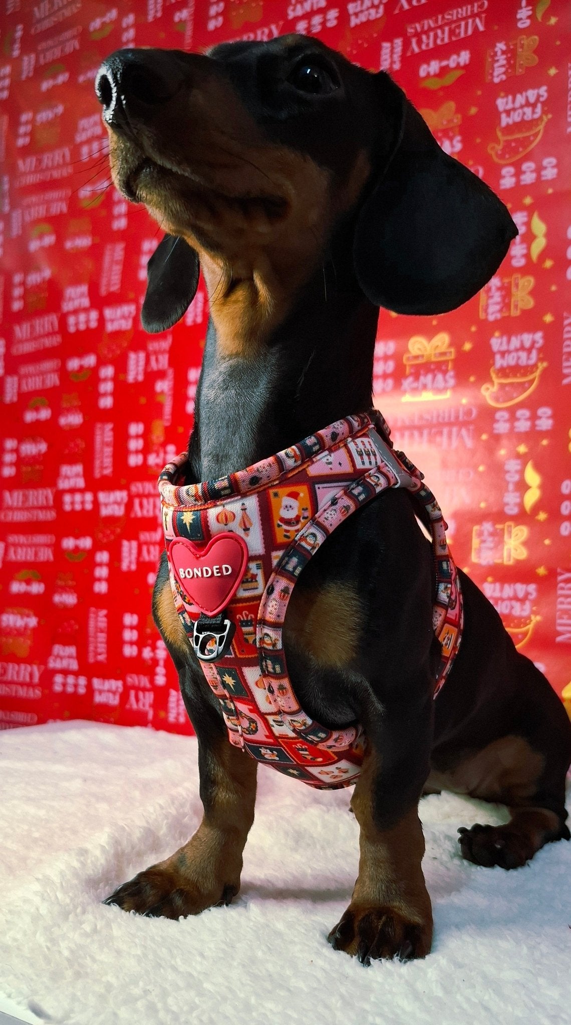 bonded arnesesparaperros arneses correasapraperros perros tiendapsramascotas collaresdegato paraperros