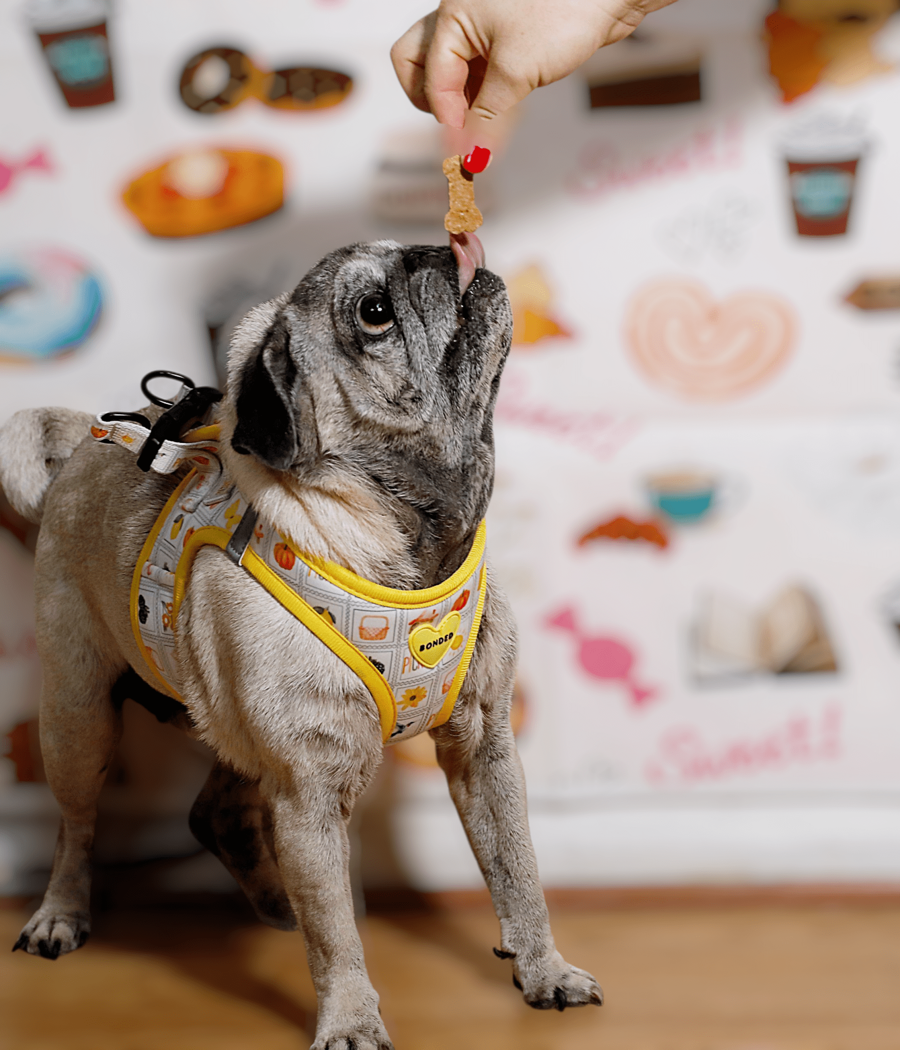 bonded arnesesparaperros arneses correasapraperros perros tiendapsramascotas collaresdegato paraperros