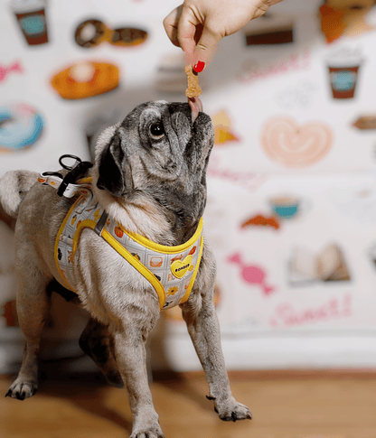 bonded arnesesparaperros arneses correasapraperros perros tiendapsramascotas collaresdegato paraperros