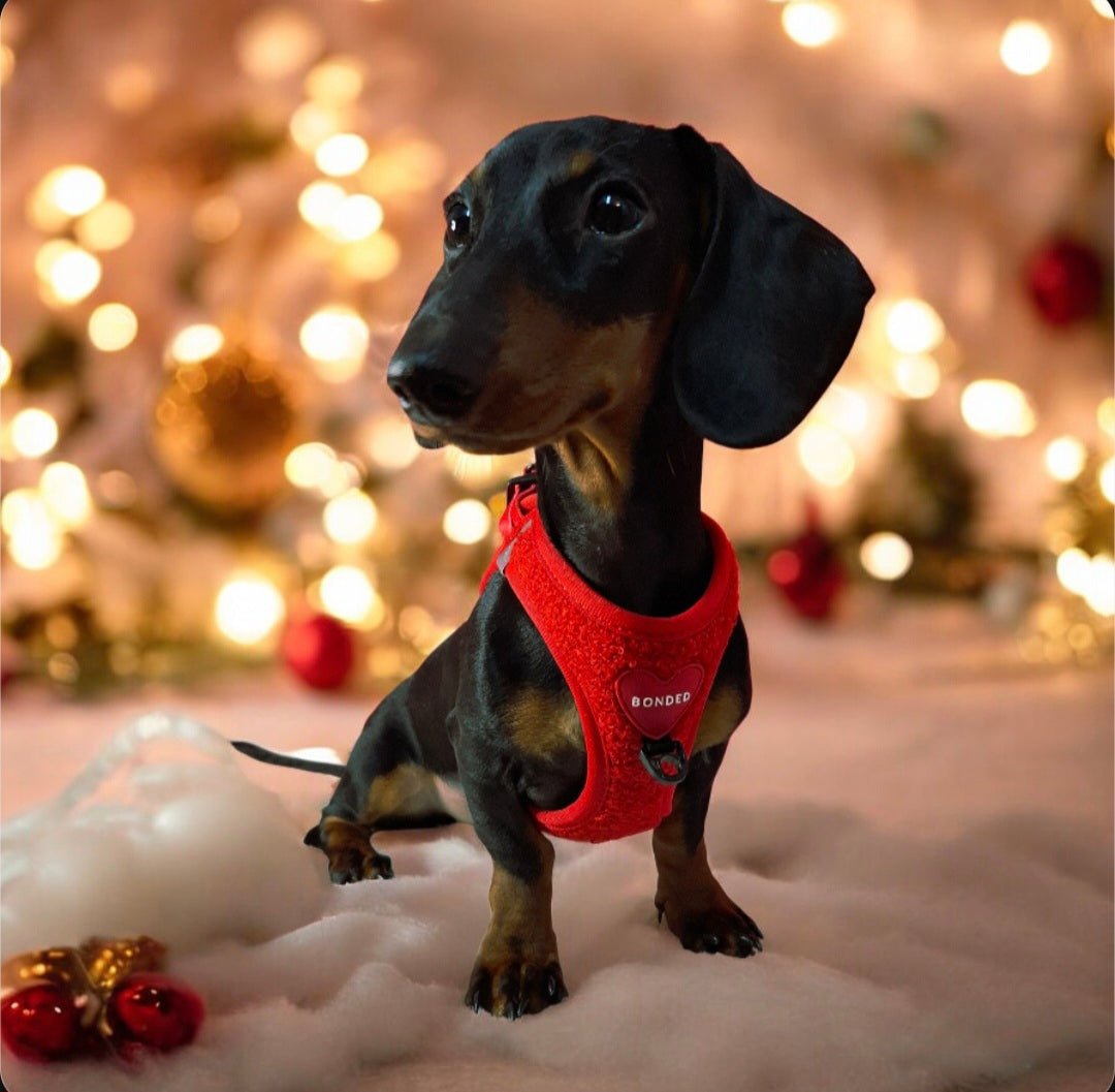 bonded arnesesparaperros arneses correasapraperros perros tiendapsramascotas collaresdegato paraperros