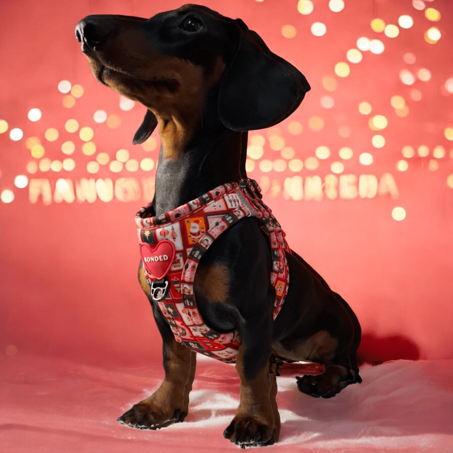 bonded arnesesparaperros arneses correasapraperros perros tiendapsramascotas collaresdegato paraperros