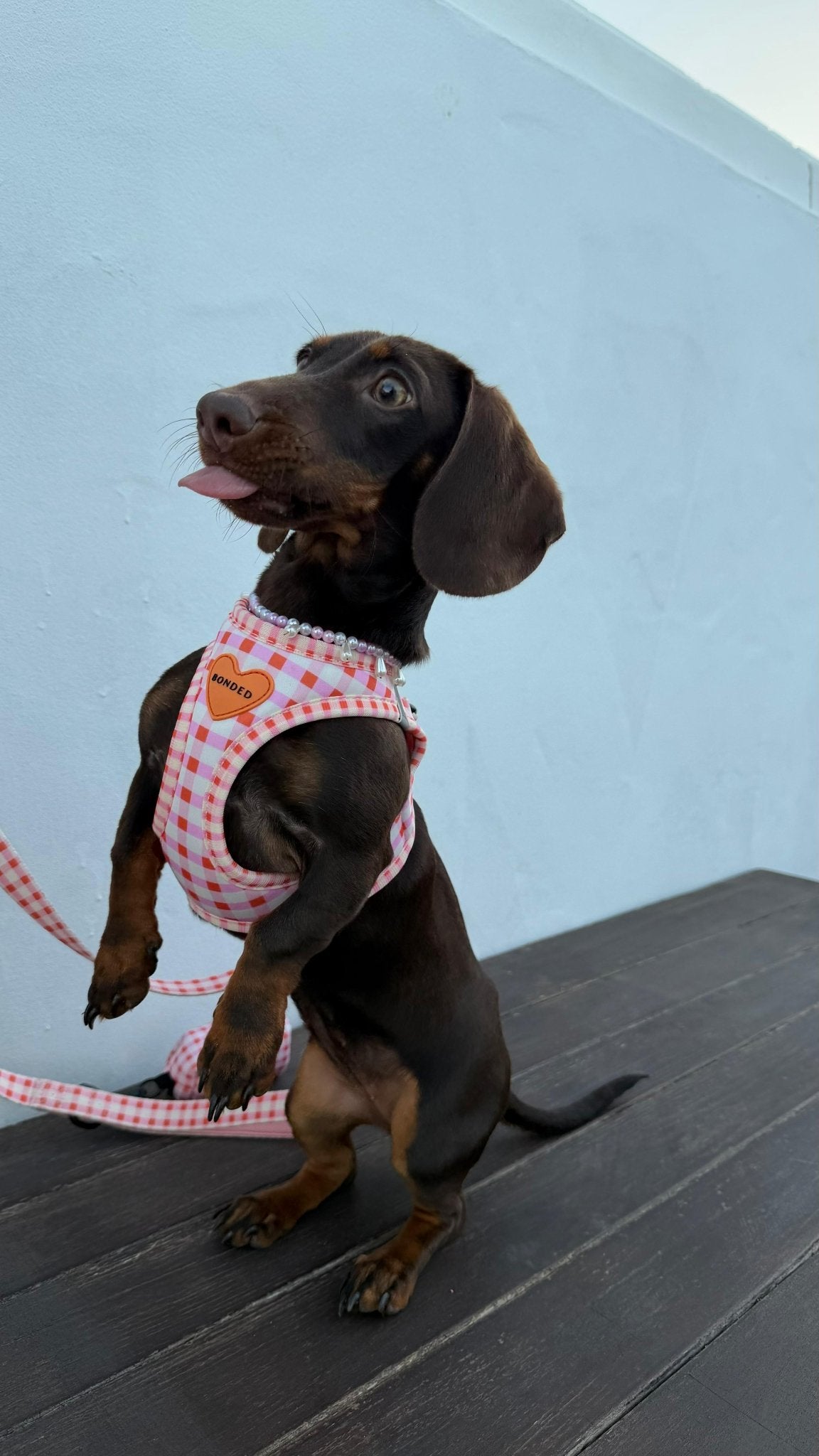 bonded arnesesparaperros arneses correasapraperros perros tiendapsramascotas collaresdegato paraperros