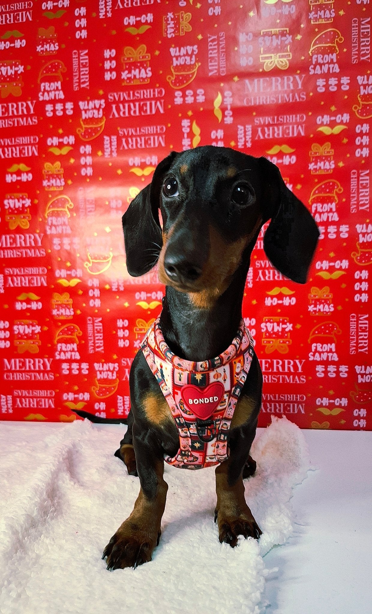 bonded arnesesparaperros arneses correasapraperros perros tiendapsramascotas collaresdegato paraperros