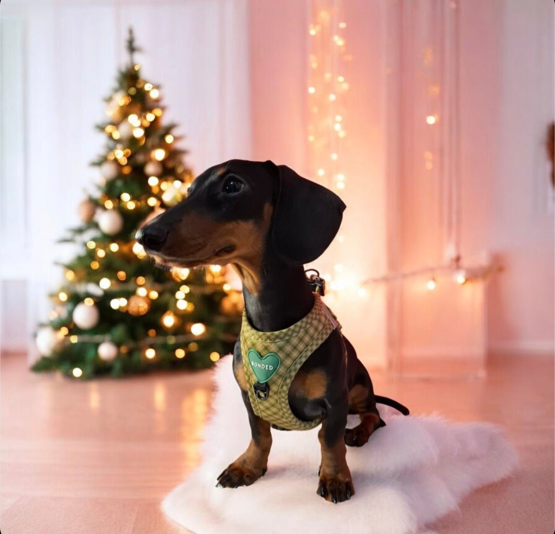 bonded arnesesparaperros arneses correasapraperros perros tiendapsramascotas collaresdegato paraperros