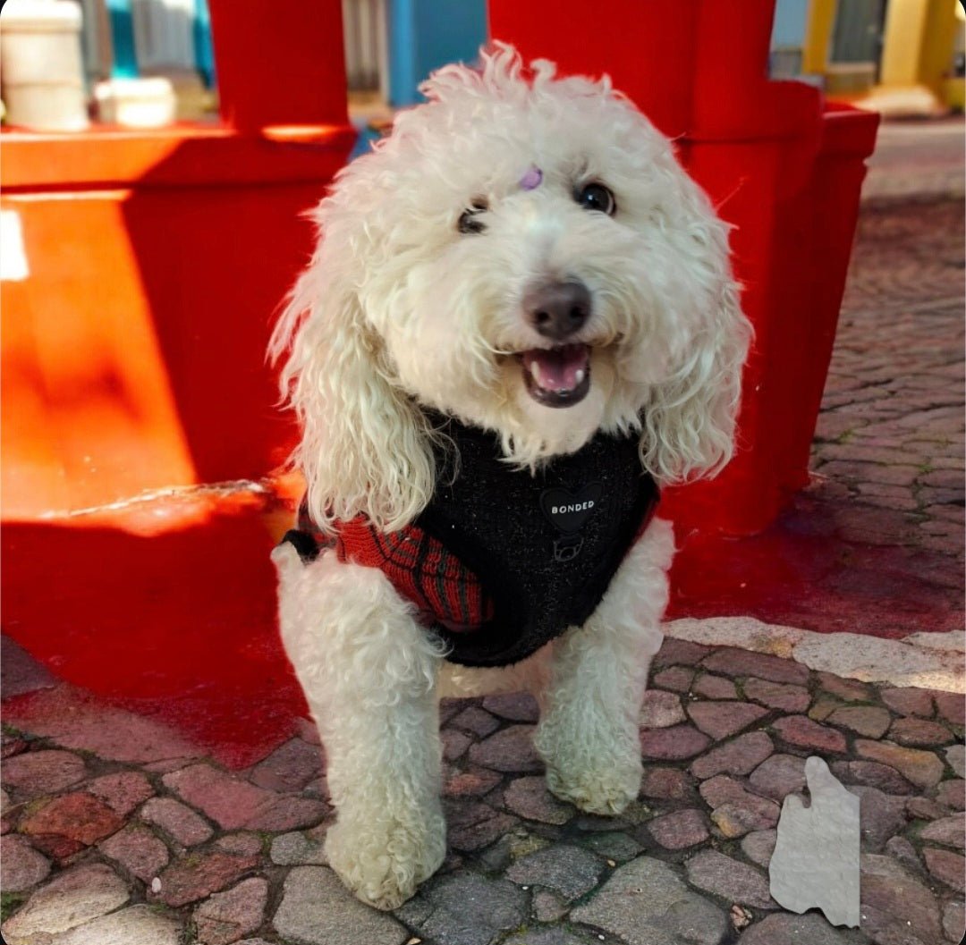 bonded arnesesparaperros arneses correasapraperros perros tiendapsramascotas collaresdegato paraperros