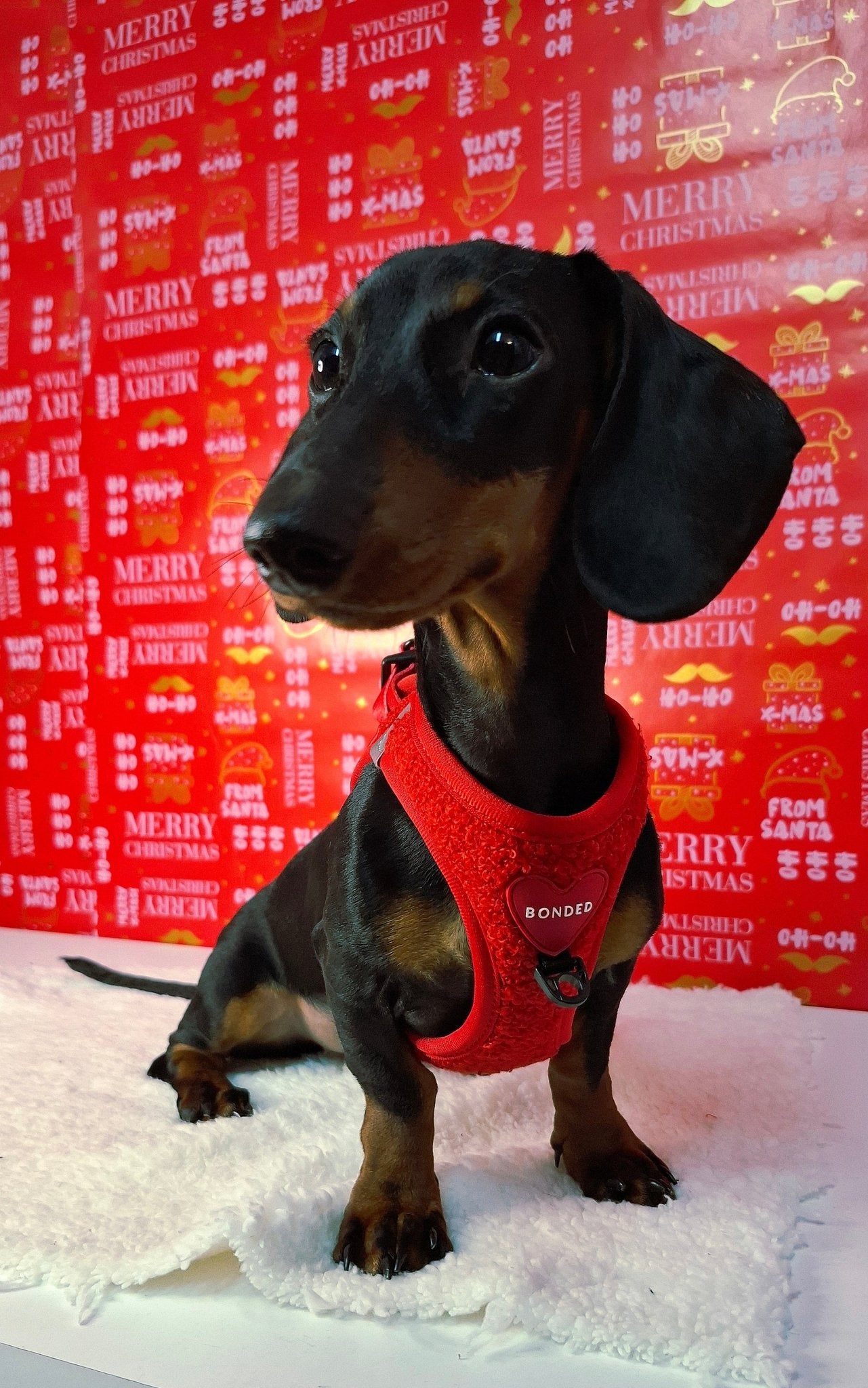 bonded arnesesparaperros arneses correasapraperros perros tiendapsramascotas collaresdegato paraperros