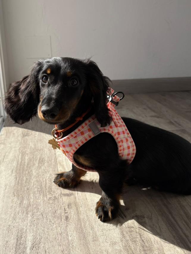 bonded arnesesparaperros arneses correasapraperros perros tiendapsramascotas collaresdegato paraperros