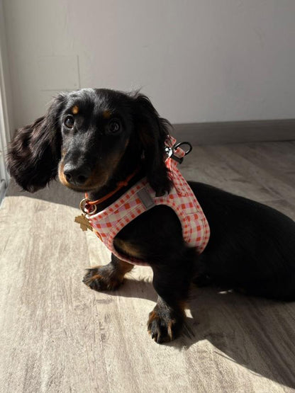 bonded arnesesparaperros arneses correasapraperros perros tiendapsramascotas collaresdegato paraperros