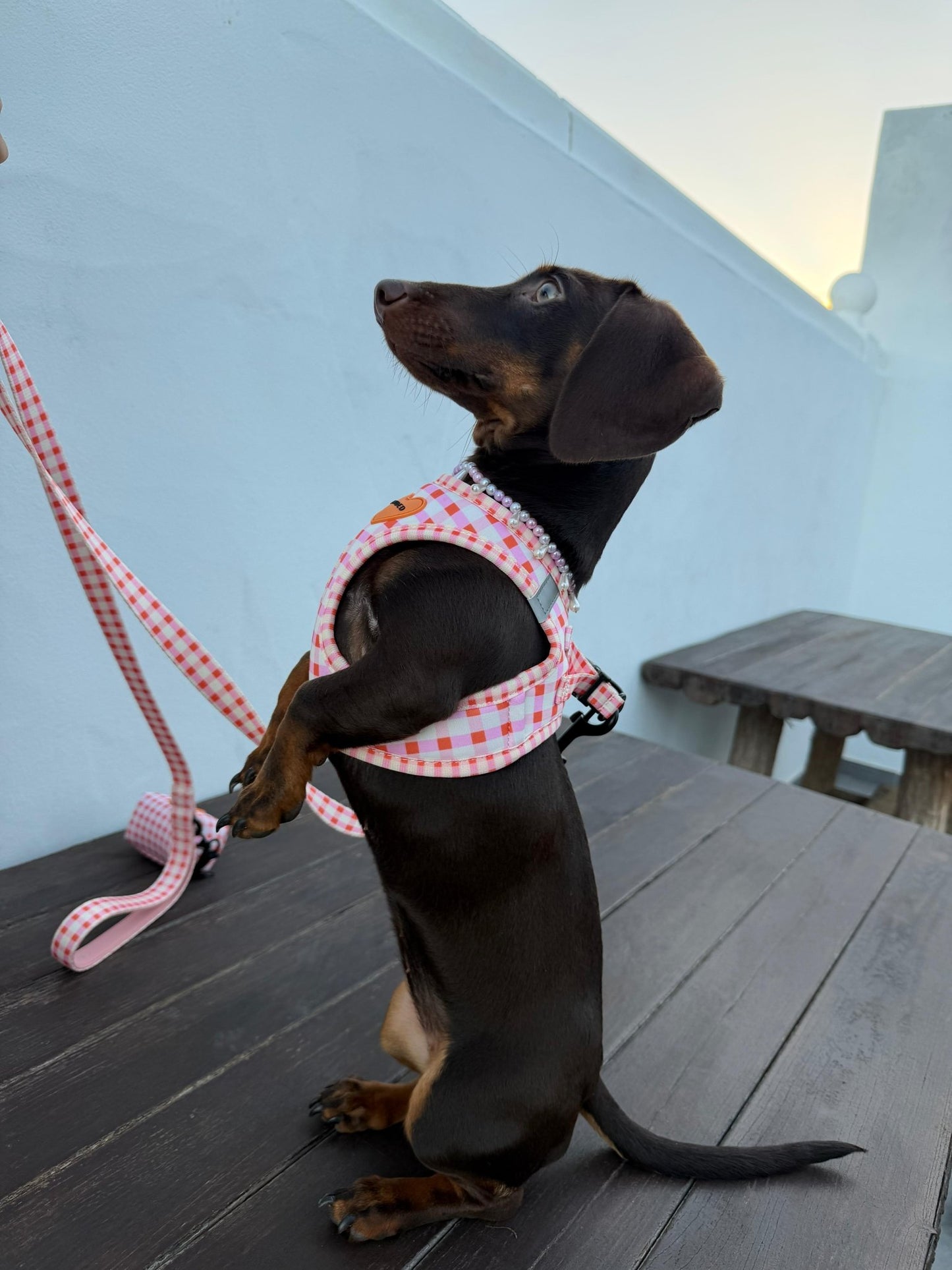 bonded arnesesparaperros arneses correasapraperros perros tiendapsramascotas collaresdegato paraperros