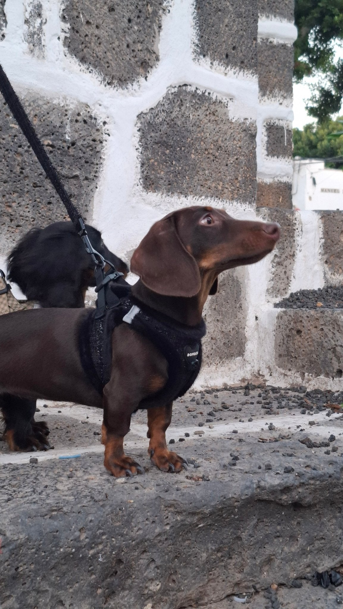 bonded arnesesparaperros arneses correasapraperros perros tiendapsramascotas collaresdegato paraperros