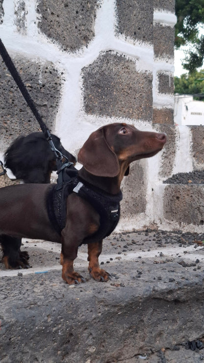 bonded arnesesparaperros arneses correasapraperros perros tiendapsramascotas collaresdegato paraperros