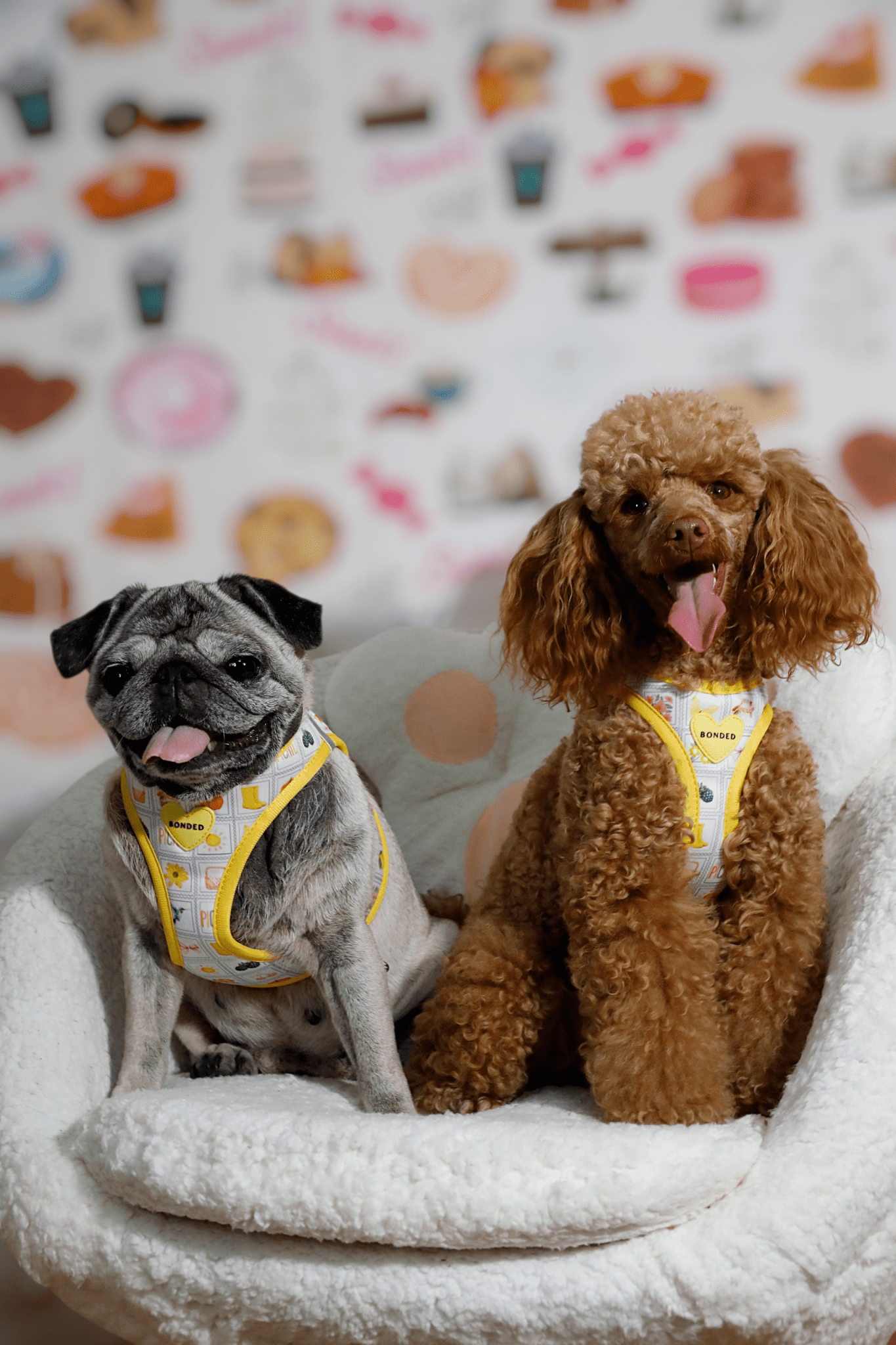 bonded arnesesparaperros arneses correasapraperros perros tiendapsramascotas collaresdegato paraperros