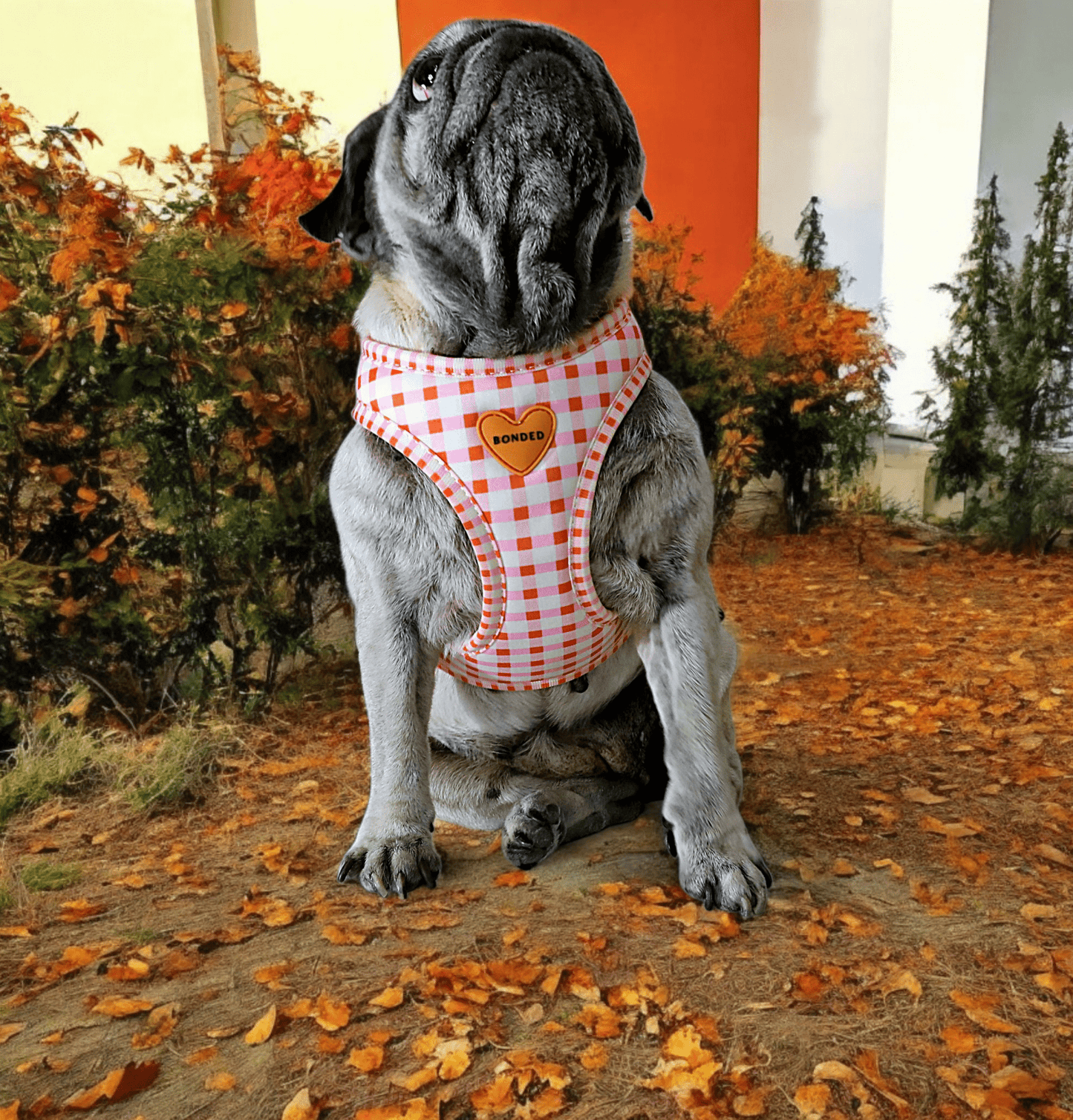 bonded arnesesparaperros arneses correasapraperros perros tiendapsramascotas collaresdegato paraperros
