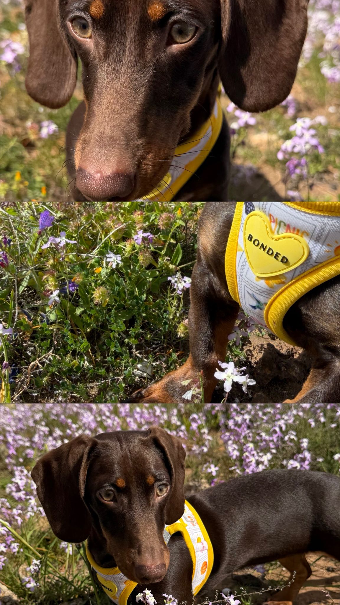 bonded arnesesparaperros arneses correasapraperros perros tiendapsramascotas collaresdegato paraperros
