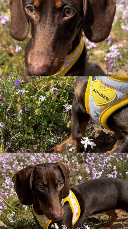 bonded arnesesparaperros arneses correasapraperros perros tiendapsramascotas collaresdegato paraperros