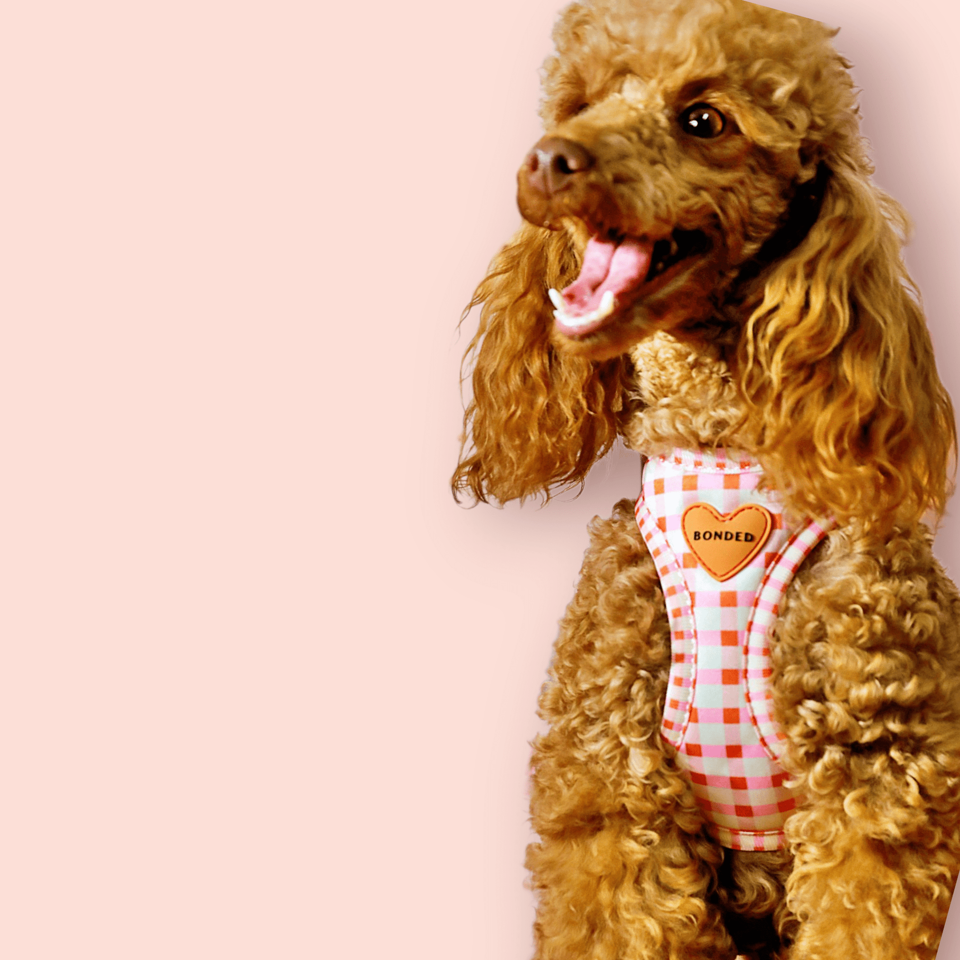 bonded arnesesparaperros arneses correasapraperros perros tiendapsramascotas collaresdegato paraperros