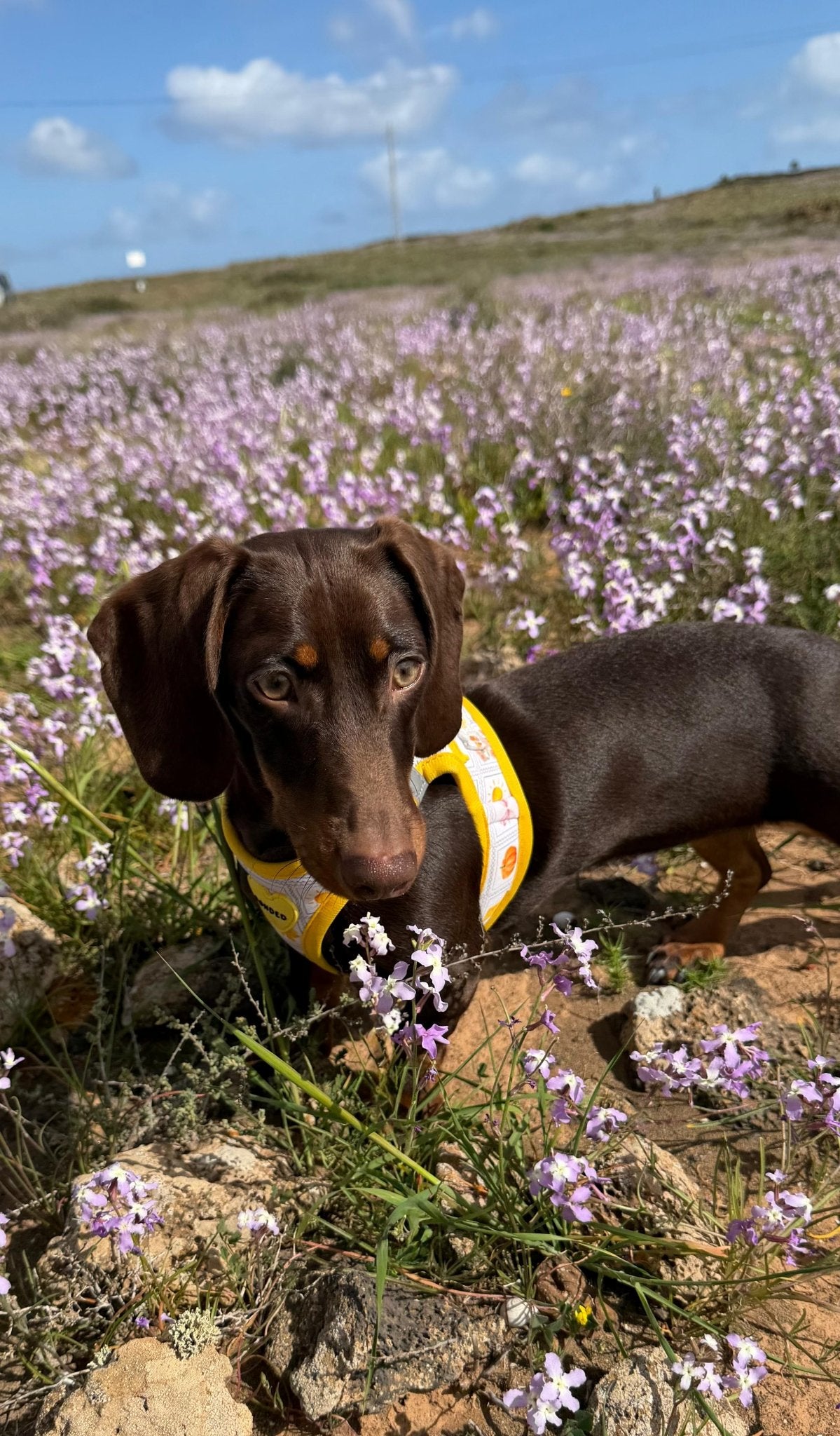 bonded arnesesparaperros arneses correasapraperros perros tiendapsramascotas collaresdegato paraperros