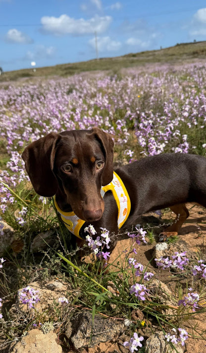 bonded arnesesparaperros arneses correasapraperros perros tiendapsramascotas collaresdegato paraperros