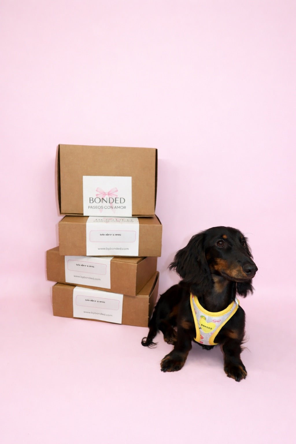 bonded arnesesparaperros arneses correasapraperros perros tiendapsramascotas collaresdegato paraperros