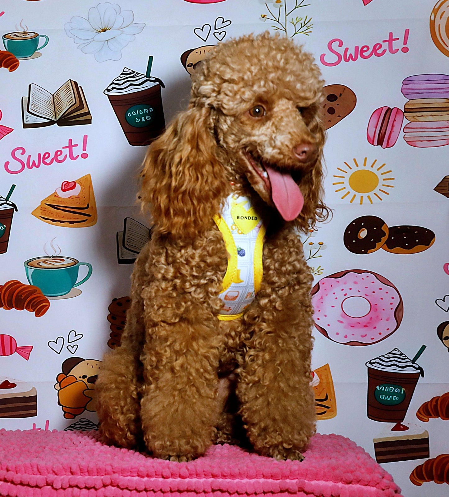 bonded arnesesparaperros arneses correasapraperros perros tiendapsramascotas collaresdegato paraperros